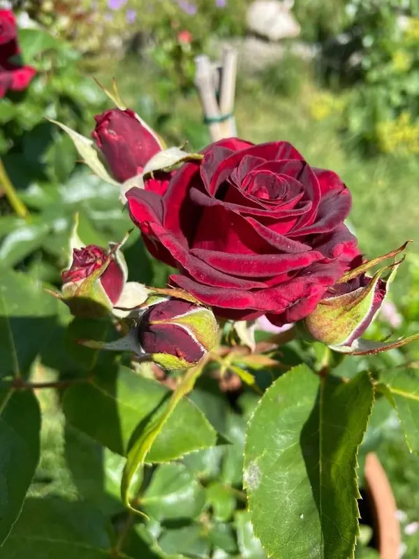 Premium_Marron_Rose_Plant_-_Grow_Beautiful,_Velvety_Crimson_Blooms_at_Home_(Pack_Of_1)