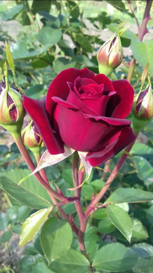 Premium_Marron_Rose_Plant_-_Grow_Beautiful,_Velvety_Crimson_Blooms_at_Home_(Pack_Of_1)