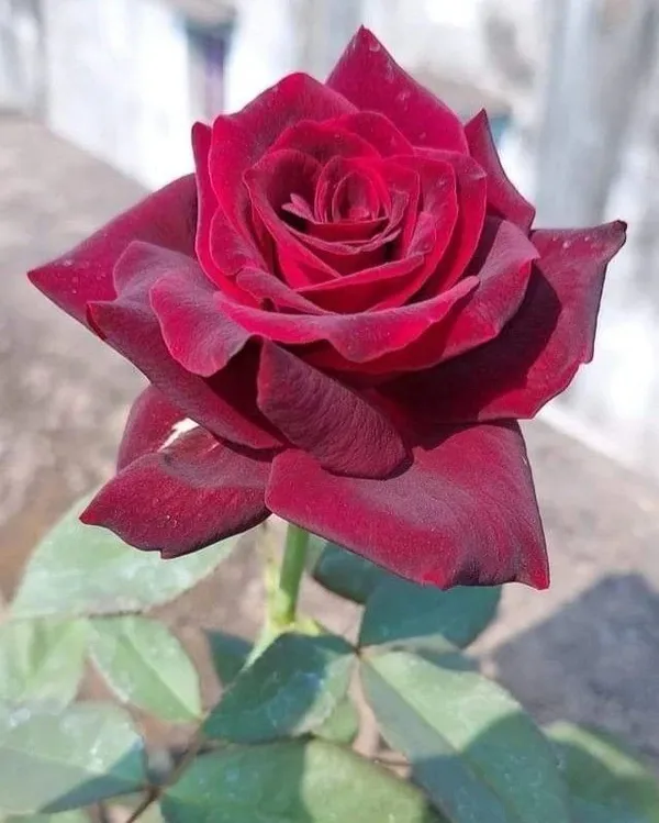 Premium_Marron_Rose_Plant_-_Grow_Beautiful,_Velvety_Crimson_Blooms_at_Home_(Pack_Of_1)