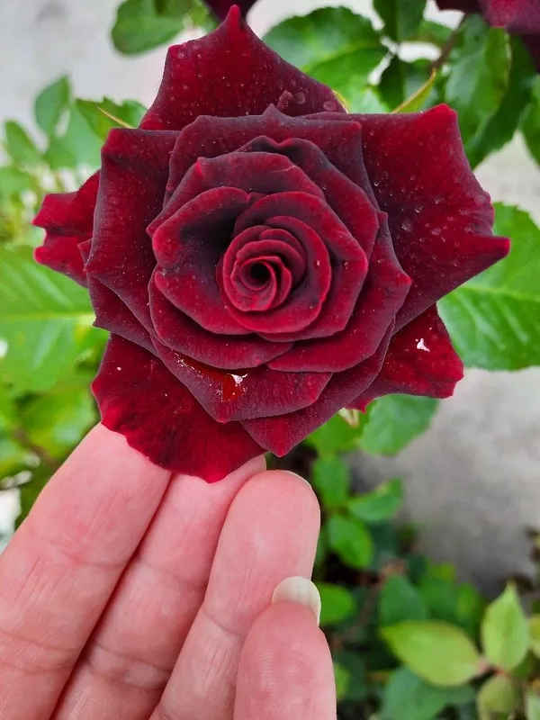 Premium_Marron_Rose_Plant_-_Grow_Beautiful,_Velvety_Crimson_Blooms_at_Home_(Pack_Of_1)