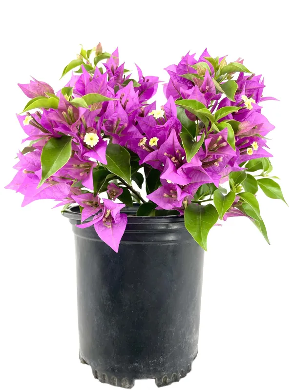 Purple_Bougainvillea_Live_Flower_Plant_&_Tree_For_Home_Decor/Shrub/Bush/Gardening_(1.5-3.5_Ft_Height)_Pack_Of_1