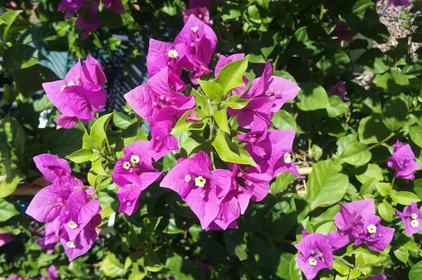 Purple_Bougainvillea_Live_Flower_Plant_&_Tree_For_Home_Decor/Shrub/Bush/Gardening_(1.5-3.5_Ft_Height)_Pack_Of_1