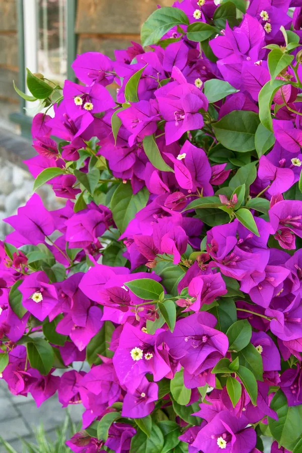 Purple_Bougainvillea_Live_Flower_Plant_&_Tree_For_Home_Decor/Shrub/Bush/Gardening_(1.5-3.5_Ft_Height)_Pack_Of_1