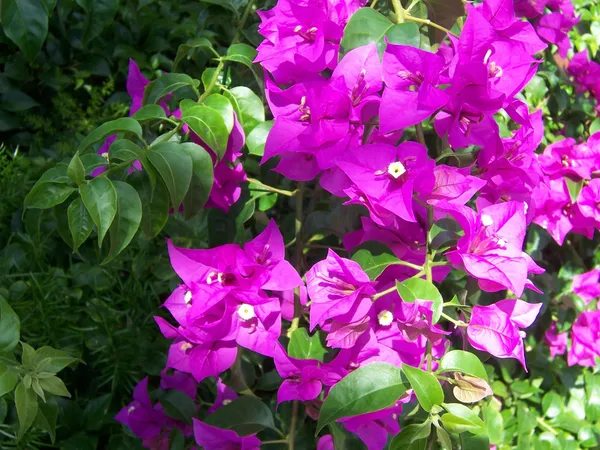 Purple_Bougainvillea_Live_Flower_Plant_&_Tree_For_Home_Decor/Shrub/Bush/Gardening_(1.5-3.5_Ft_Height)_Pack_Of_1