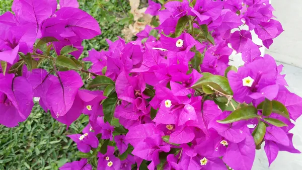Purple_Bougainvillea_Live_Flower_Plant_&_Tree_For_Home_Decor/Shrub/Bush/Gardening_(1.5-3.5_Ft_Height)_Pack_Of_1
