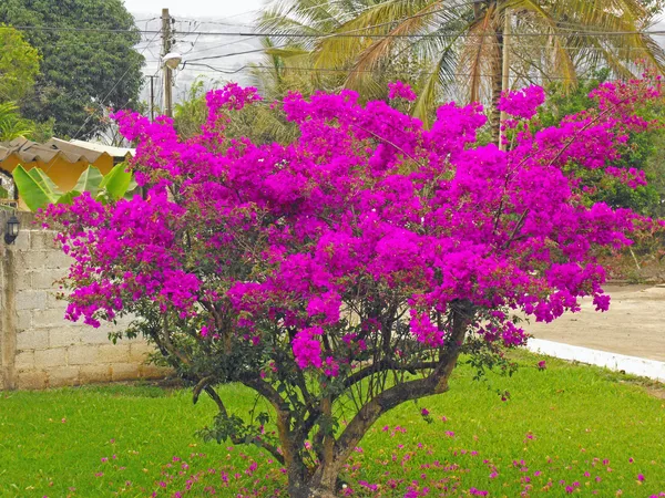 Purple_Bougainvillea_Live_Flower_Plant_&_Tree_For_Home_Decor/Shrub/Bush/Gardening_(1.5-3.5_Ft_Height)_Pack_Of_1