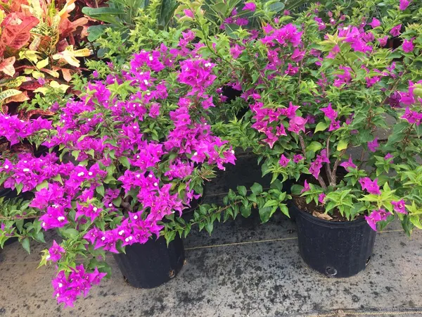 Purple_Bougainvillea_Live_Flower_Plant_&_Tree_For_Home_Decor/Shrub/Bush/Gardening_(1.5-3.5_Ft_Height)_Pack_Of_1