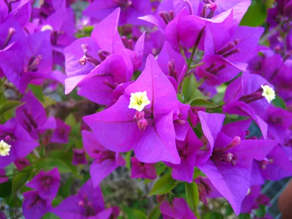 Purple_Bougainvillea_Plant_Live