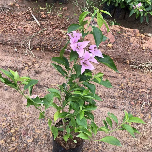 Purple_Bougainvillea_Plant_Live