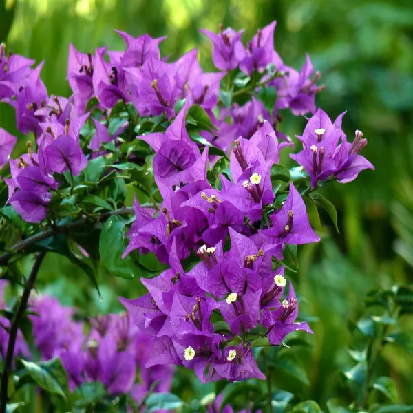 Purple_Bougainvillea_Plant_Live