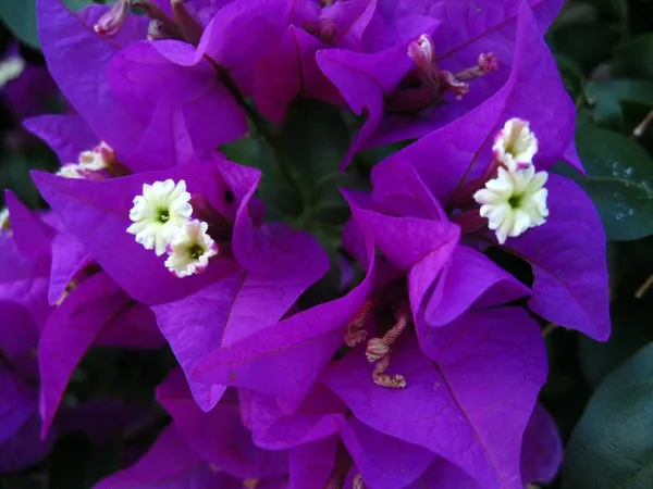 Purple_Bougainvillea_Plant_Live