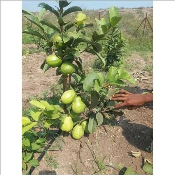 Thai-7_Guava_Live_Fruit_Plant_(Grafted)_For_Your_Home_Garden_(Plant_Hight_1.5-3.5_Ft_Hight)_Hybrid_Thai_7_Guava_Healthy_Fruit_Plant_(Pack_Of_1)