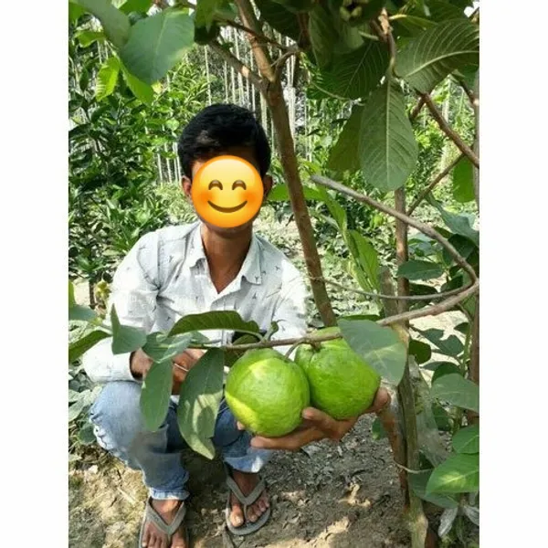 Thai-7_Guava_Live_Fruit_Plant_(Grafted)_For_Your_Home_Garden_(Plant_Hight_1.5-3.5_Ft_Hight)_Hybrid_Thai_7_Guava_Healthy_Fruit_Plant_(Pack_Of_1)