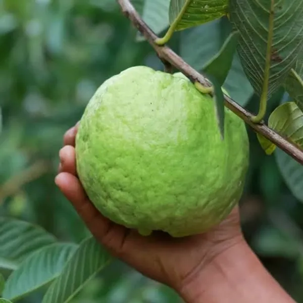 Thai-7_Guava_Live_Fruit_Plant_(Grafted)_For_Your_Home_Garden_(Plant_Hight_1.5-3.5_Ft_Hight)_Hybrid_Thai_7_Guava_Healthy_Fruit_Plant_(Pack_Of_1)
