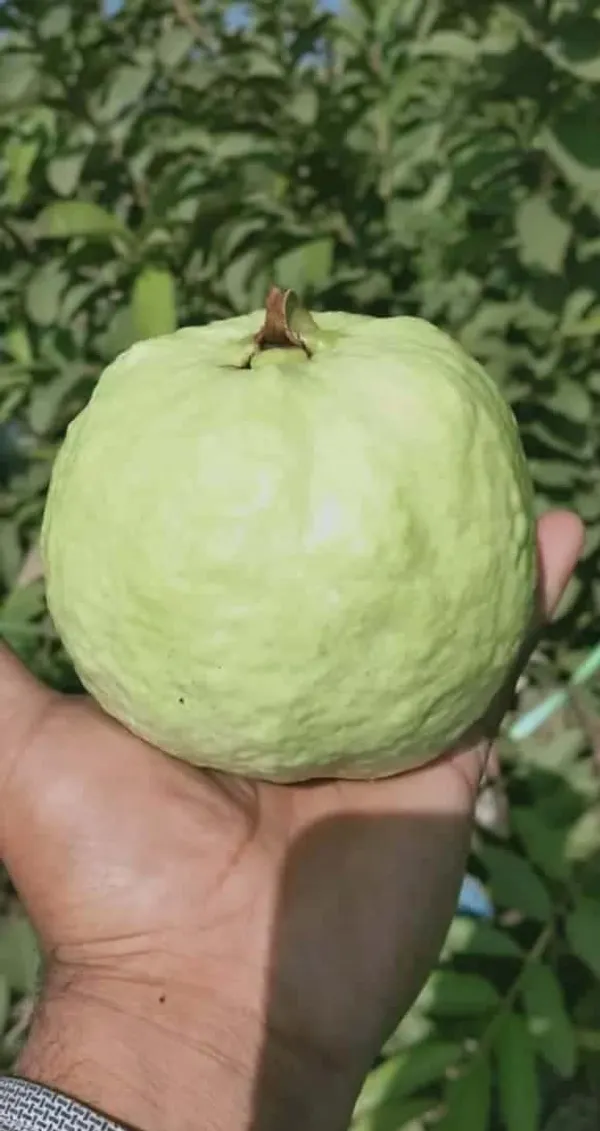 Thai-7_Guava_Live_Fruit_Plant_(Grafted)_For_Your_Home_Garden_(Plant_Hight_1.5-3.5_Ft_Hight)_Hybrid_Thai_7_Guava_Healthy_Fruit_Plant_(Pack_Of_1)