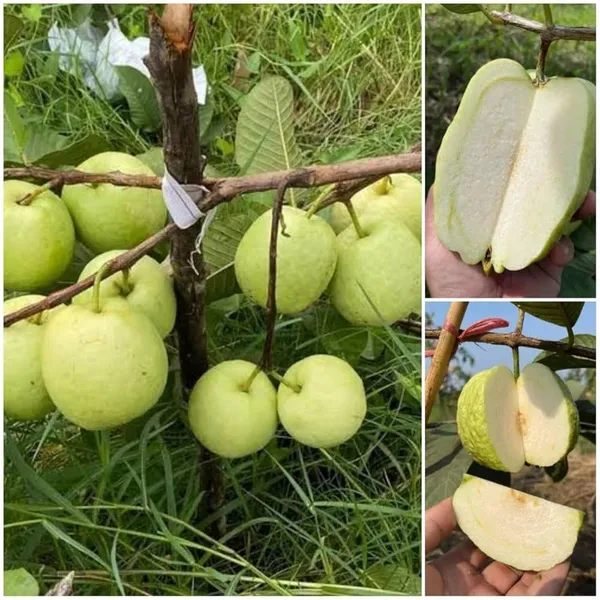 Thai-7_Guava_Live_Fruit_Plant_(Grafted)_For_Your_Home_Garden_(Plant_Hight_1.5-3.5_Ft_Hight)_Hybrid_Thai_7_Guava_Healthy_Fruit_Plant_(Pack_Of_1)