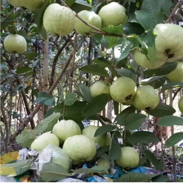 Thai-7_Guava_Live_Fruit_Plant_(Grafted)_For_Your_Home_Garden_(Plant_Hight_1.5-3.5_Ft_Hight)_Hybrid_Thai_7_Guava_Healthy_Fruit_Plant_(Pack_Of_1)