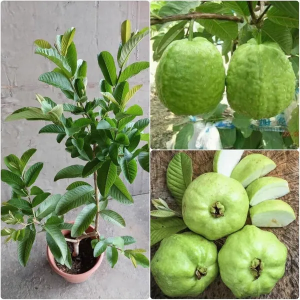 Thai-7_Guava_Live_Fruit_Plant_(Grafted)_For_Your_Home_Garden_(Plant_Hight_1.5-3.5_Ft_Hight)_Hybrid_Thai_7_Guava_Healthy_Fruit_Plant_(Pack_Of_1)