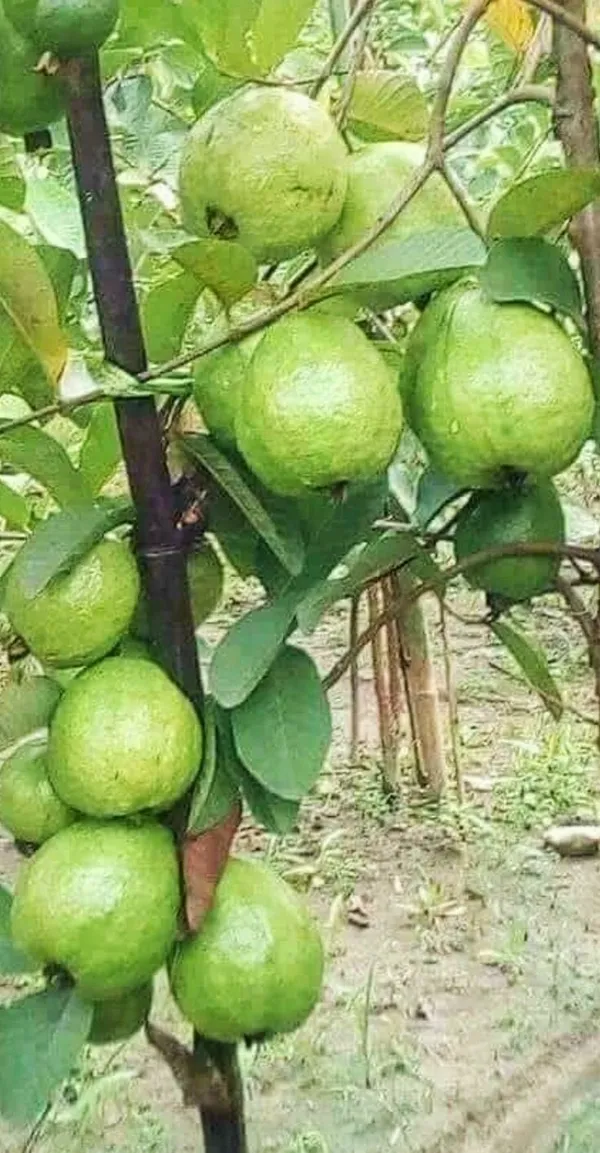 Thai-7_Guava_Live_Fruit_Plant_(Grafted)_For_Your_Home_Garden_(Plant_Hight_1.5-3.5_Ft_Hight)_Hybrid_Thai_7_Guava_Healthy_Fruit_Plant_(Pack_Of_1)