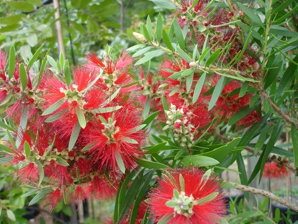 Bottle_Brush_Shrub_Flower_Plant_&_Tree_(1.5-3.5_Ft_Height)_For_Your_Sweet_Home_Garden_(Pack_Of_1)