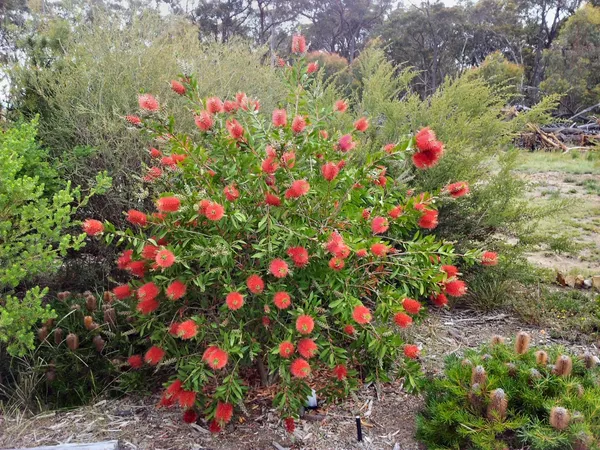 Bottle_Brush_Shrub_Flower_Plant_&_Tree_(1.5-3.5_Ft_Height)_For_Your_Sweet_Home_Garden_(Pack_Of_1)