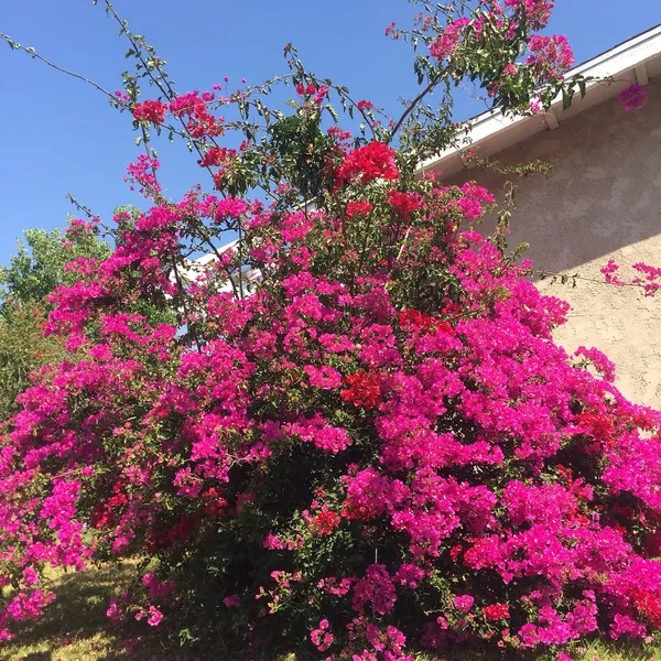 Eye_Catching_Bougainvillea_Live_Flowering_Plant_&_Tree_For_Enhance_Your_Home/Office/Garden_Beauty_(1.5-3.5_Ft_Plant_Height)_Pack_Of_1