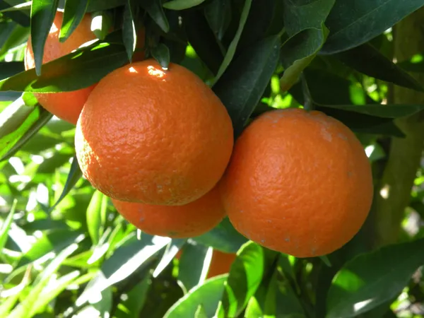 Nagpur_Orange_Grafted_-_Fruit_Plants_&_Tree_1.5-2.5_Ft_Size_Hybrid_Healthy_Plant_And_Tree