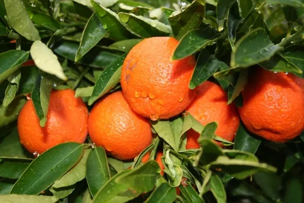 Nagpur_Orange_Grafted_-_Fruit_Plants_&_Tree_1.5-2.5_Ft_Size_Hybrid_Healthy_Plant_And_Tree