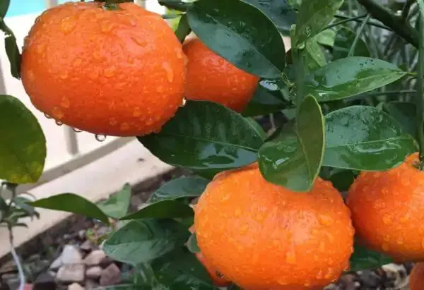 Nagpur_Orange_Grafted_-_Fruit_Plants_&_Tree_1.5-2.5_Ft_Size_Hybrid_Healthy_Plant_And_Tree
