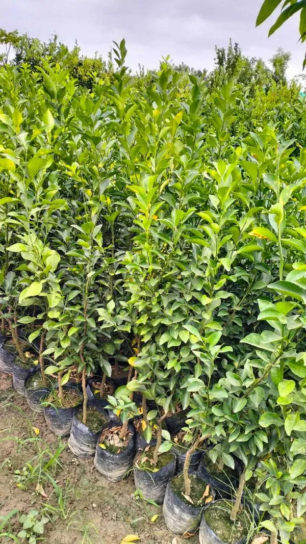 Nagpur_Orange_Grafted_-_Fruit_Plants_&_Tree_1.5-2.5_Ft_Size_Hybrid_Healthy_Plant_And_Tree
