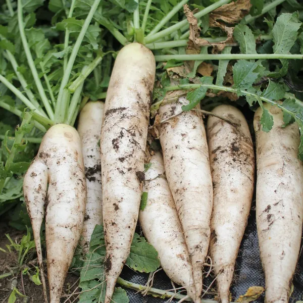 Radish_Seeds_-_200_gms_For_Home_Garden_(Pack_Of_1)_First_Harvest_Within_25–40_Days