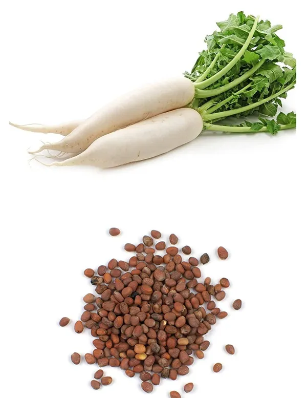 Radish_Seeds_-_200_gms_For_Home_Garden_(Pack_Of_1)_First_Harvest_Within_25–40_Days