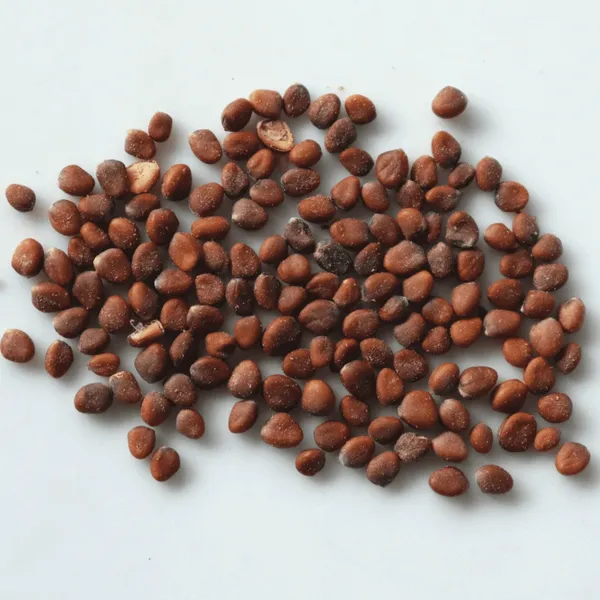 Radish_Seeds_-_200_gms_For_Home_Garden_(Pack_Of_1)_First_Harvest_Within_25–40_Days