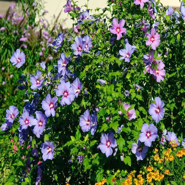 Rare_Blue_"Hibiscus"_Blue_Joba_Flower_Live_Plant_(Pack_Of-1)_Healthy_Plant