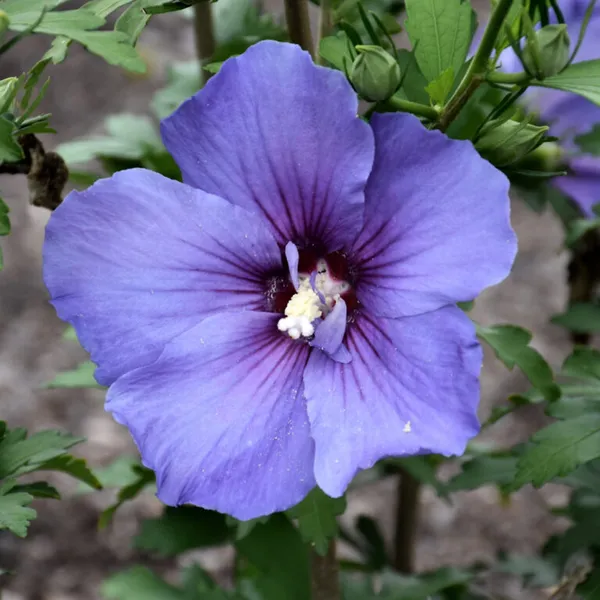 Rare_Blue_"Hibiscus"_Blue_Joba_Flower_Live_Plant_(Pack_Of-1)_Healthy_Plant