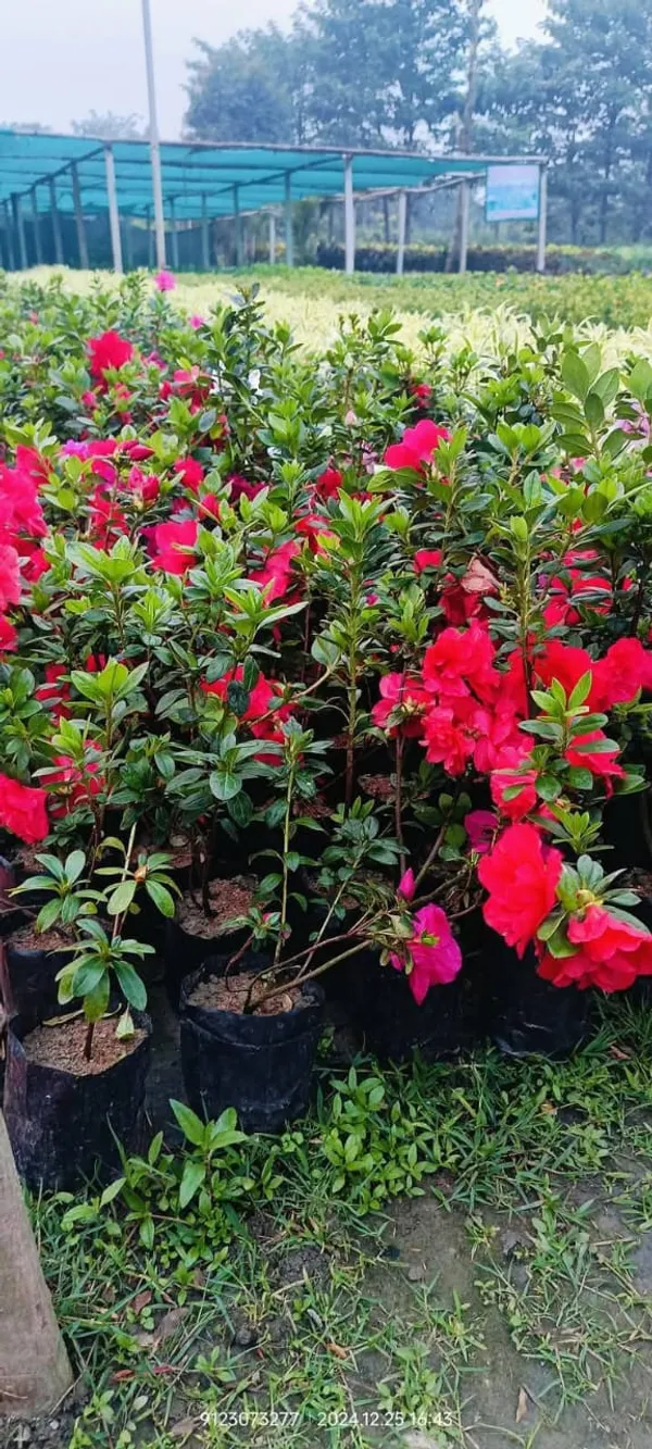 Red_Azalea_Shrub_Live_Flower_Plant_&_Tree_For_Home_Decor/Bush/Gardening_91.5-3.5_Ft_Height)_Pack_Of_1