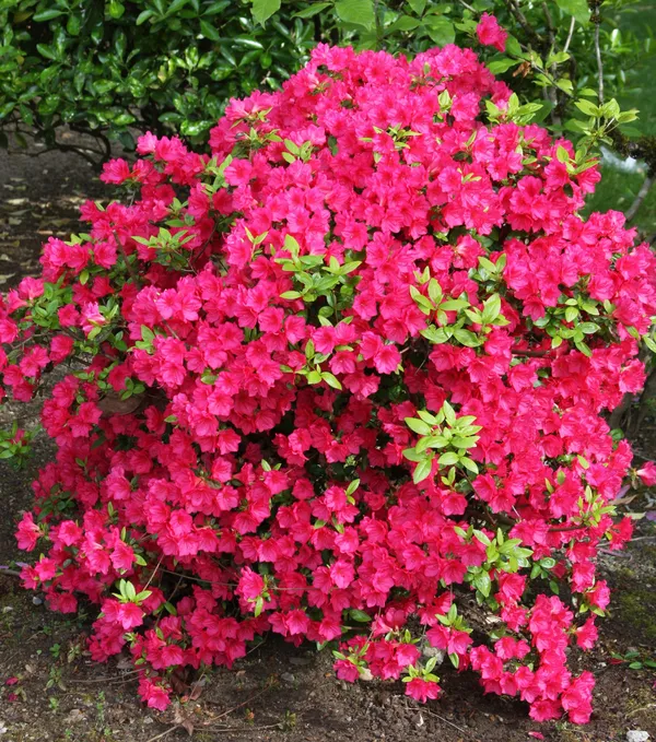 Red_Azalea_Shrub_Live_Flower_Plant_&_Tree_For_Home_Decor/Bush/Gardening_91.5-3.5_Ft_Height)_Pack_Of_1