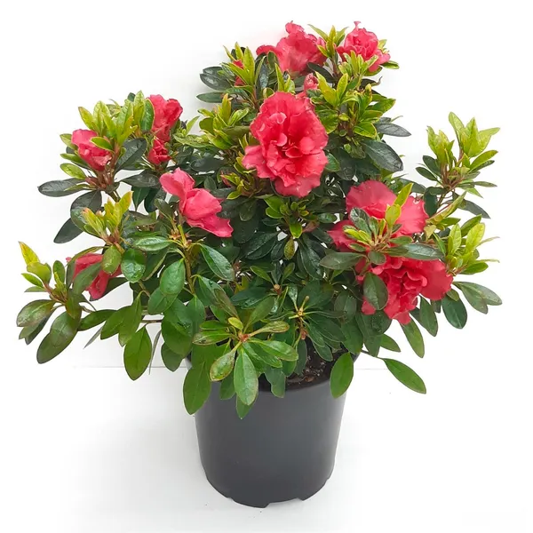 Red_Azalea_Shrub_Live_Flower_Plant_&_Tree_For_Home_Decor/Bush/Gardening_91.5-3.5_Ft_Height)_Pack_Of_1