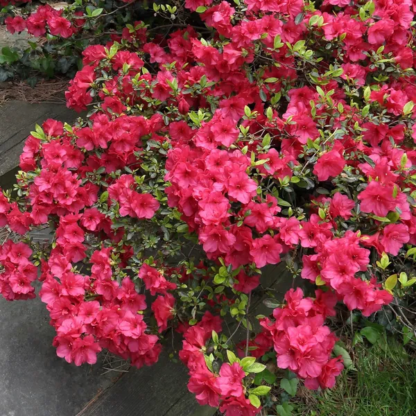 Red_Azalea_Shrub_Live_Flower_Plant_&_Tree_For_Home_Decor/Bush/Gardening_91.5-3.5_Ft_Height)_Pack_Of_1