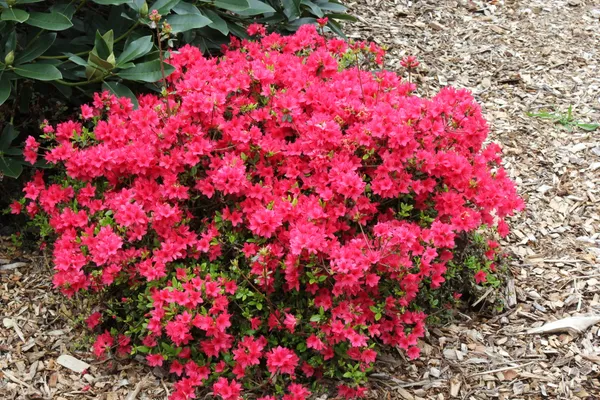 Red_Azalea_Shrub_Live_Flower_Plant_&_Tree_For_Home_Decor/Bush/Gardening_91.5-3.5_Ft_Height)_Pack_Of_1