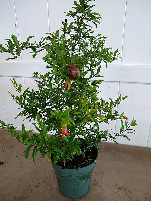 Red_Bhagwa_Hybrid_Pomegranate_Live_Fruit_Plant_&_Tree_For_Your_Home_Garden_(1.5-3.5_Ft_Height)_Pack_Of_1