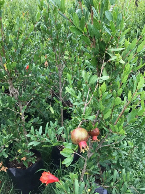 Red_Bhagwa_Hybrid_Pomegranate_Live_Fruit_Plant_&_Tree_For_Your_Home_Garden_(1.5-3.5_Ft_Height)_Pack_Of_1