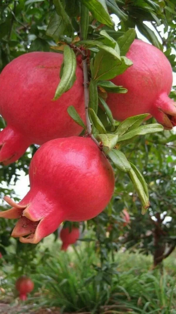 Red_Bhagwa_Hybrid_Pomegranate_Live_Fruit_Plant_&_Tree_For_Your_Home_Garden_(1.5-3.5_Ft_Height)_Pack_Of_1