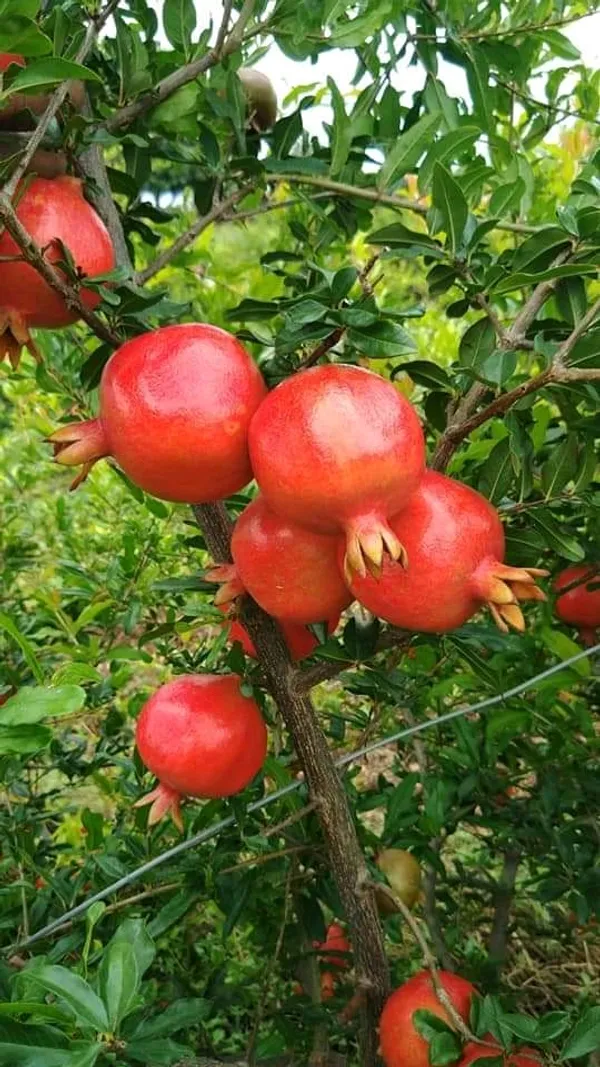 Red_Bhagwa_Hybrid_Pomegranate_Live_Fruit_Plant_&_Tree_For_Your_Home_Garden_(1.5-3.5_Ft_Height)_Pack_Of_1