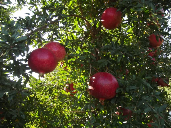 Red_Bhagwa_Hybrid_Pomegranate_Live_Fruit_Plant_&_Tree_For_Your_Home_Garden_(1.5-3.5_Ft_Height)_Pack_Of_1