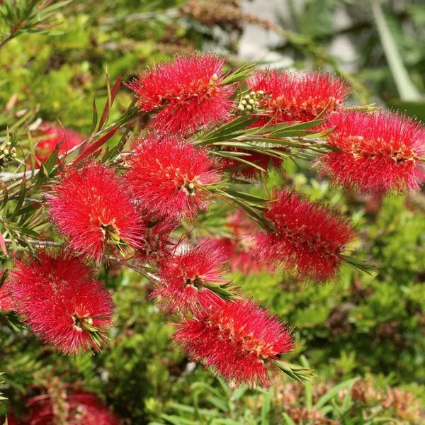 Red_Bottle_Brush_Flower_Plant_For_Shrub/Bush_(1.5-3.5_Ft_Height)_Bottle_Brush_Enhance_Your_Garden_Beauty_(Pack_Of_1)