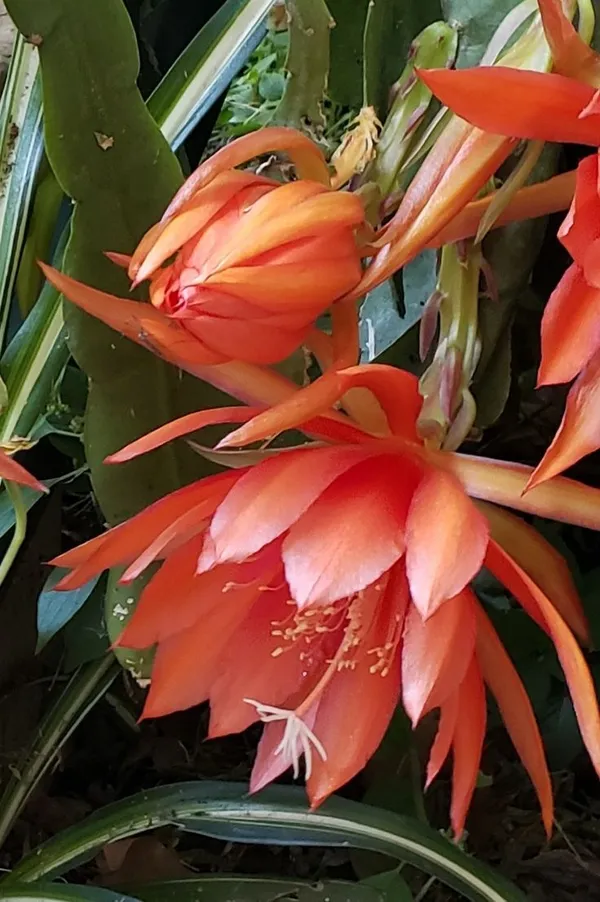 Red_Brahma_Kamal_Night_Queen_Flower_live_plant