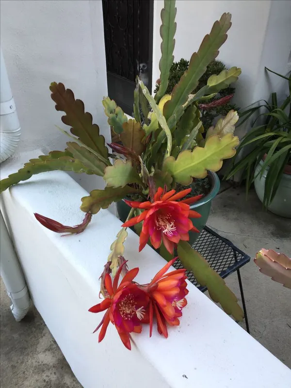 Red_Brahma_Kamal_Night_Queen_Flower_live_plant