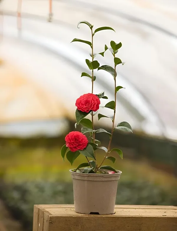 Red_Camellia_Flower_Plant_Rare_Varity_Tree_&_PLant_Evergreen_Garden_Plant(1_Healthy_Live_Plant)