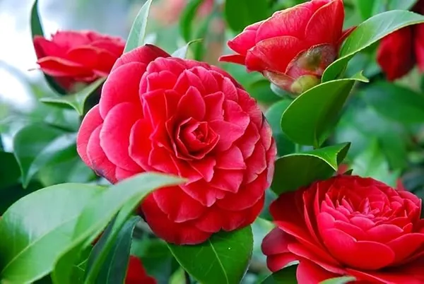Red_Camellia_Flower_Plant_Rare_Varity_Tree_&_PLant_Evergreen_Garden_Plant(1_Healthy_Live_Plant)
